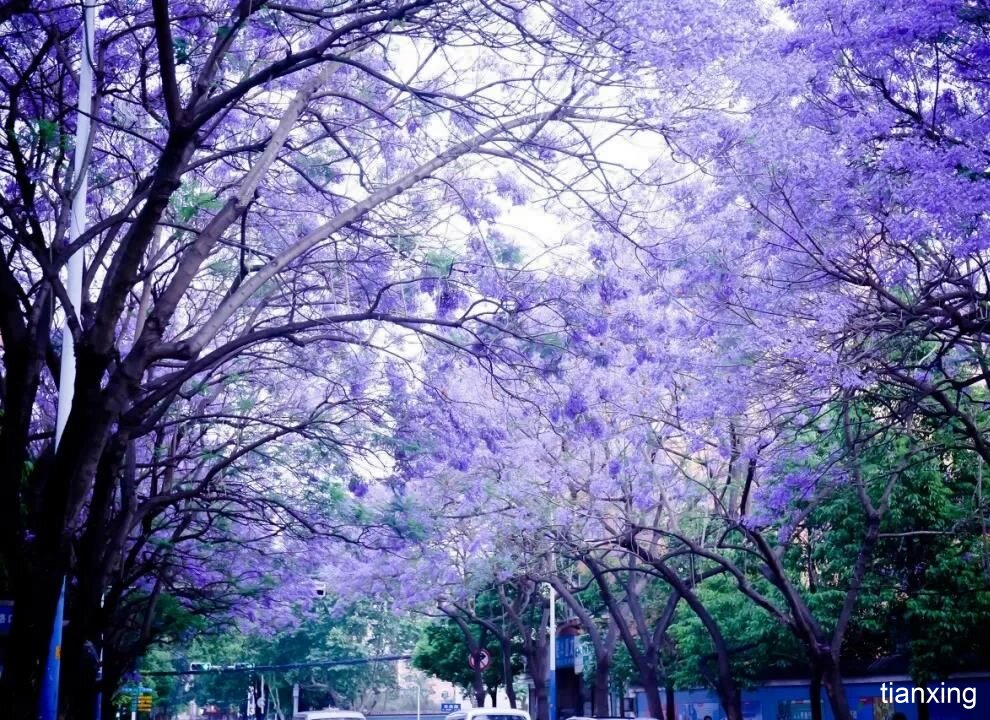 昆明藍(lán)花楹