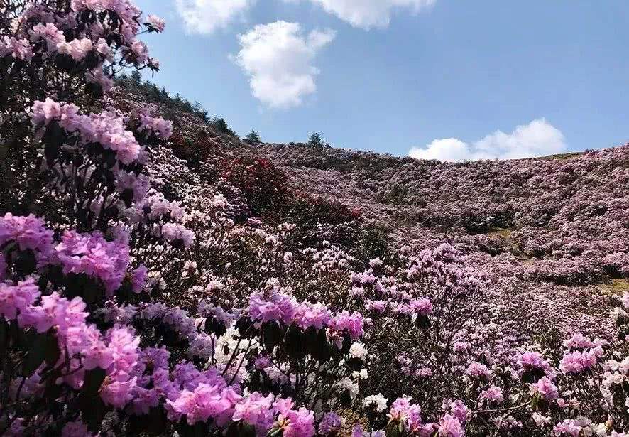 馬鹿塘杜鵑花海