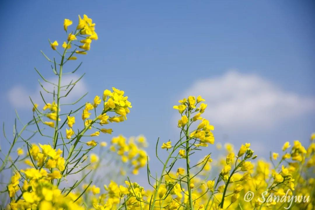 3月昆明，宜“春光乍泄”！