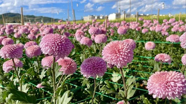 冬日到永仁縣猛虎鄉享暖陽賞花田