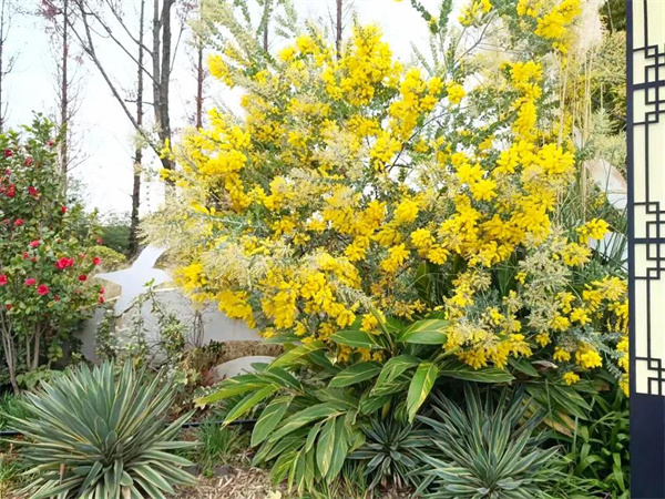 尋花覓影的小小滿足！捕捉大觀樓公園里的“芳蹤”|春城冬韻·繁花